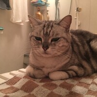 チャコ