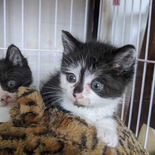 ワンちゃん顔の子猫ちゃん