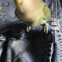 コザクラインコ