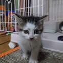 癒し系の子猫ちゃん