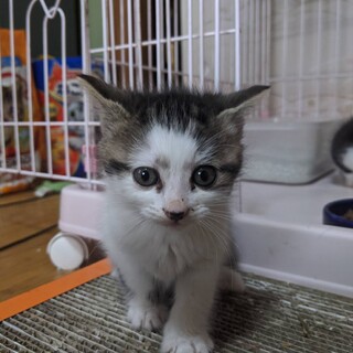 癒し系の子猫ちゃん