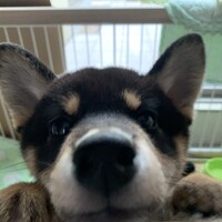 こてつ