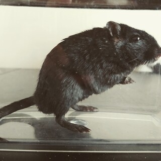 ★ブラックカラージャービル★1才未満★