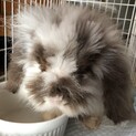 うさぎ