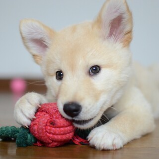愛想よし！人なつっこい“かぶと君”