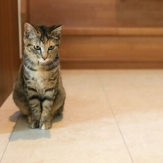 保護猫＊サビ入りキジトラちゃん＊FIV＊