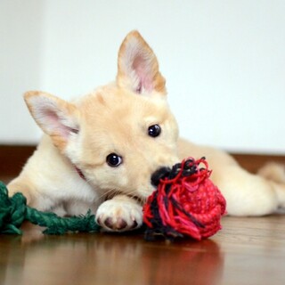 妹にしたいNo.1“あやめちゃん”