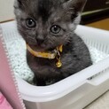 ２匹以上で家族にして下さる方！