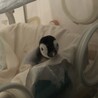 エンペラーペンギン