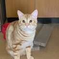 スコティッシュ撫でられ大好き◎ライガーです！