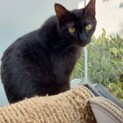 黒い美猫のくうちゃんです♡