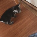 子猫里親募集