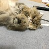 もりりり