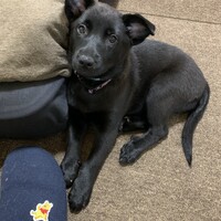 向日葵(ひまわり)