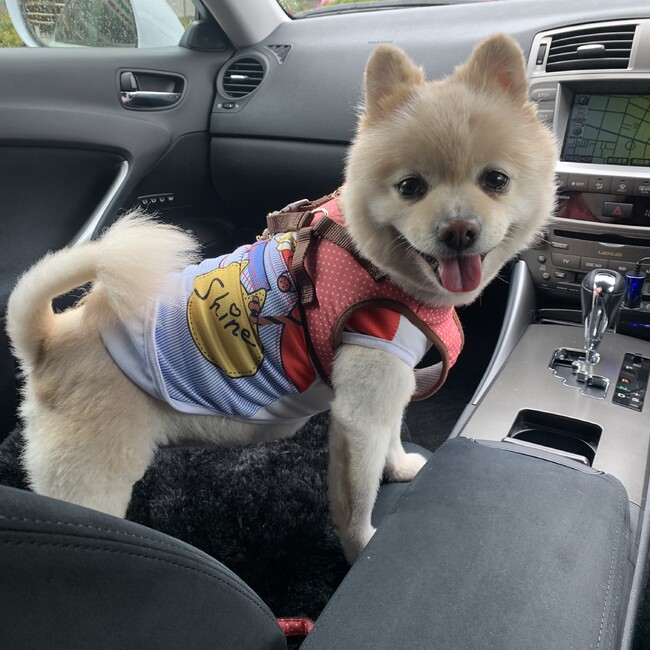 CoCo-chanのカバー写真