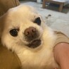 ショウモモ