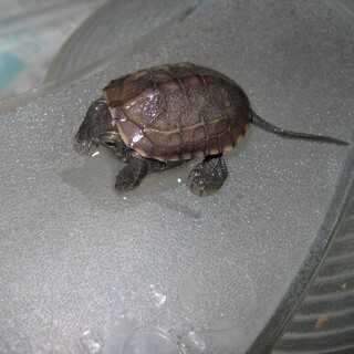 ゼニガメ（クサガメ）の幼亀　里親募集