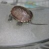 ゼニガメ（クサガメ）の幼亀　里親募集 サムネイル2