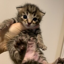 第91回　にゃん☆ぴーす猫個別お見合い会（完全予約制）→締め切りました。