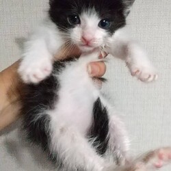 第91回　にゃん☆ぴーす猫個別お見合い会（完全予約制）→締め切りました。 サムネイル2