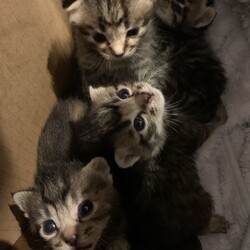 第91回　にゃん☆ぴーす猫個別お見合い会（完全予約制）→締め切りました。 サムネイル3