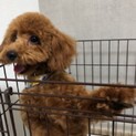 トイ・プードルの里親様募集中!!
