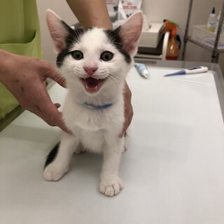 白黒しーちゃん   里親決定