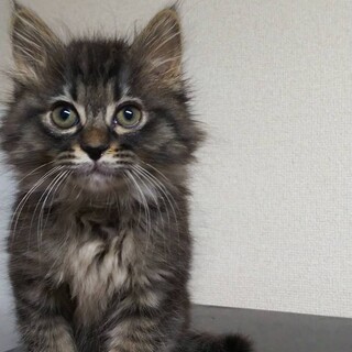 フェリーチェくん(募集名あお)