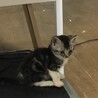 家で生まれたスコデシュー立耳 サムネイル2