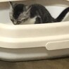 家で生まれたスコデシュー立耳 サムネイル3