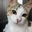 キジ白いっくん♂甘えん坊のかまってちゃん♪
