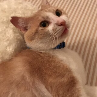 甘えん坊 きれいな茶白のエールくんです