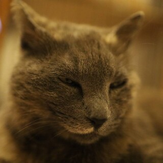 ♥グレーさび♥「いっちゃんこ」ちゃん