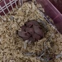 ゴールデンハムスターの赤ちゃん