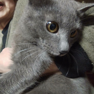 人気のグレーの エルサちゃん 再募集です