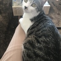 おはぎ