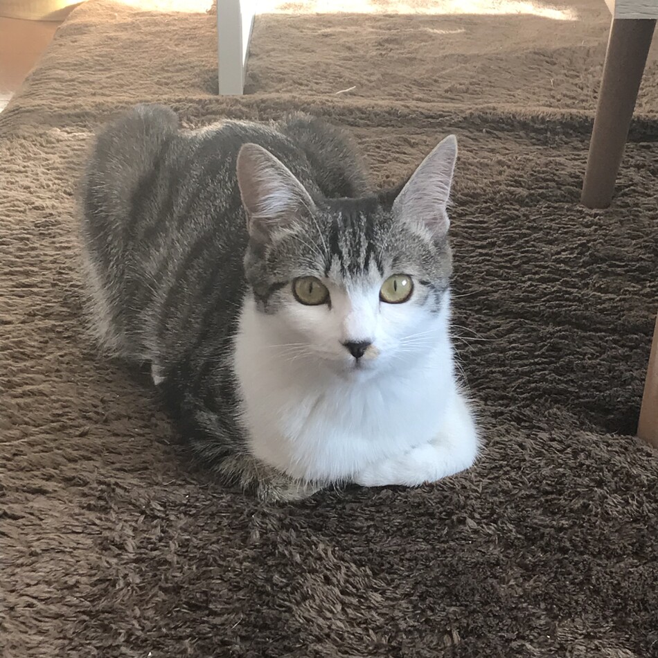 おはぎのカバー写真