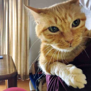 大怪我から生還した人懐っこいラッキーちゃん♡