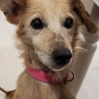 いつも撫でて欲しい歌ちゃん♥