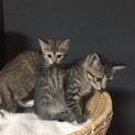 2ヶ月兄妹里親募集