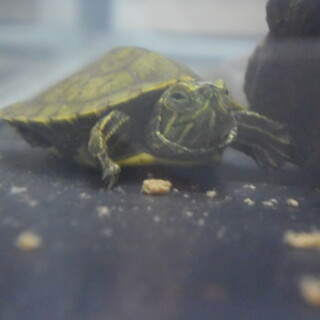 【さいたま市】ミドリガメの里親募集します