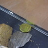 【さいたま市】ミドリガメの里親募集します サムネイル4