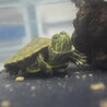 【さいたま市】ミドリガメの里親募集します サムネイル5