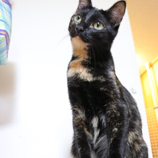 【個性的！マスクなサビ柄】人が大好きなピアノちゃん