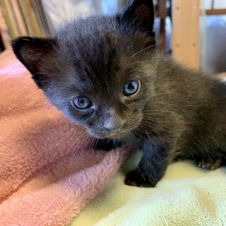 ③子猫  チコちゃん　女の子