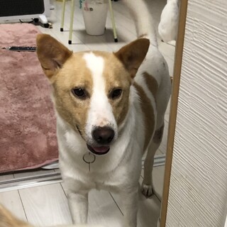 ピットブルみたいな雑種犬