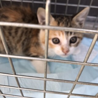 捨てられたこの子をたくさん愛してください