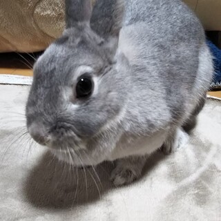 交渉中　一時中断します。