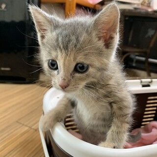 家族が出来ました♡推定2ヶ月齢可愛い♀