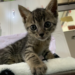 家族が出来ました♡可愛い推定2ヶ月齢キジ♂